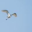 Grande Aigrette en vol